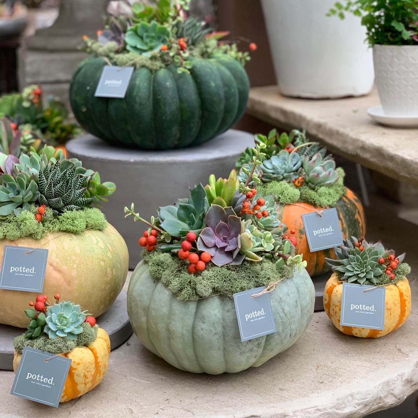 Pumpkin Succulent Arrangement Workshop Sun River Gardens