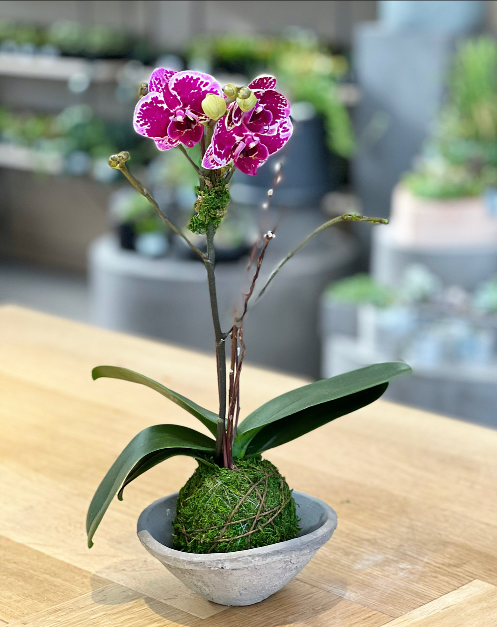 SOLD OUT: Orchid Kokedama Workshop - Sun River Gardens