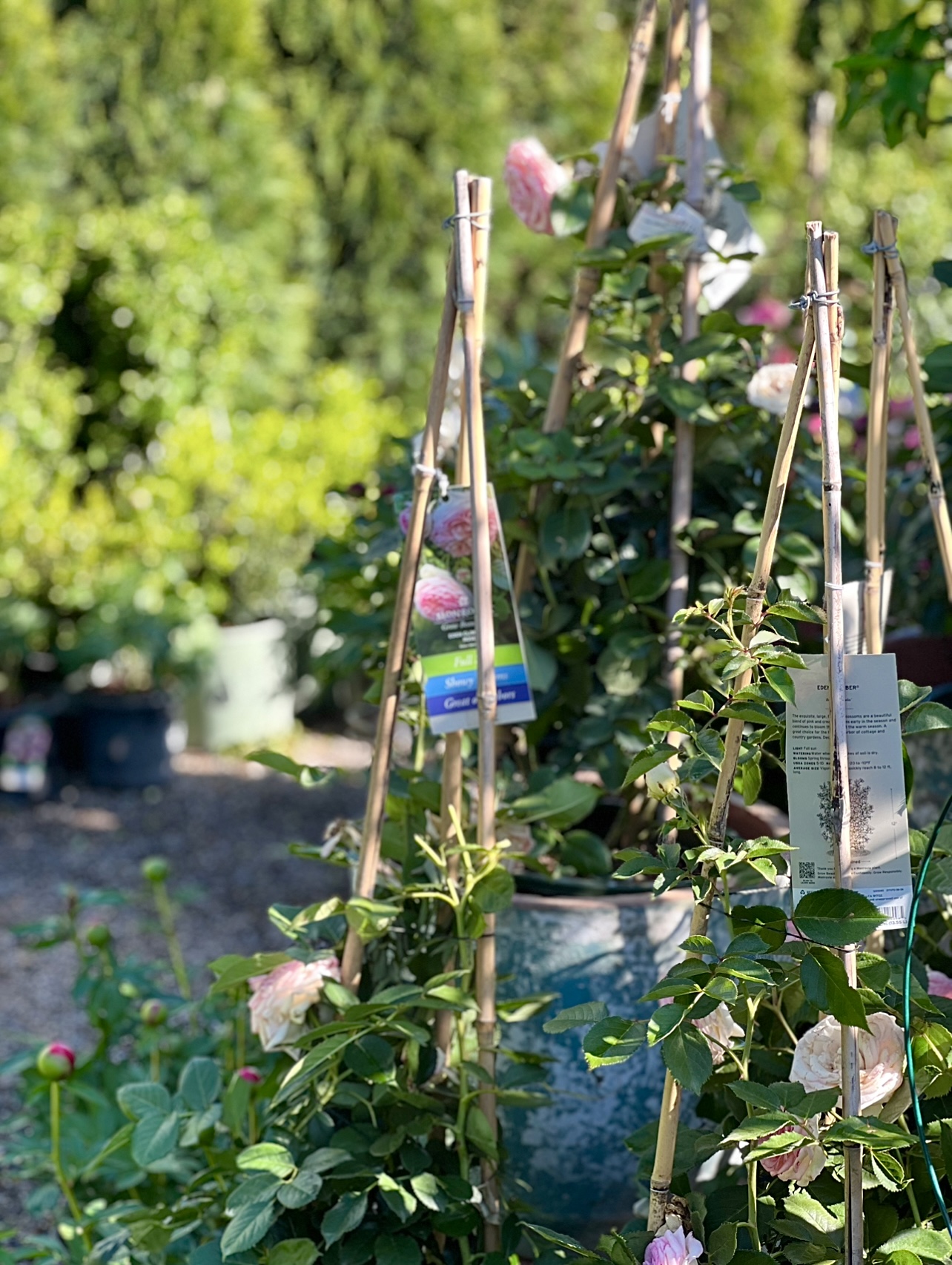 Rose Gardening 101 Workshop Sun River Gardens rose-gardening-101-workshop-sun-river-gardens